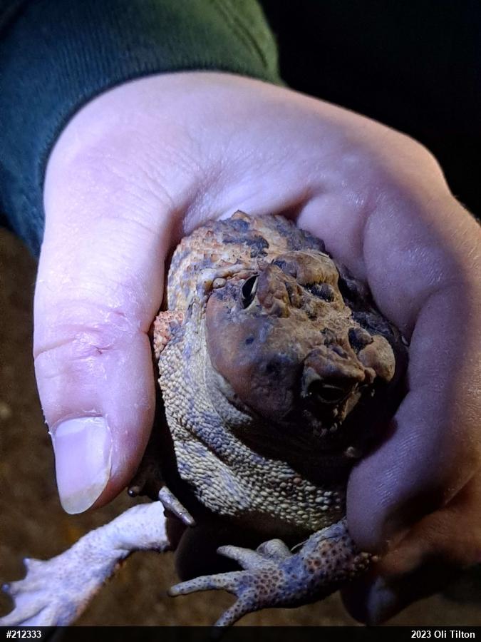 Eastern American Toad