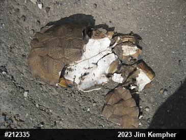 Wood Turtle