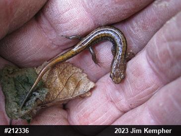 Allegheny Mountain Dusky Salamander