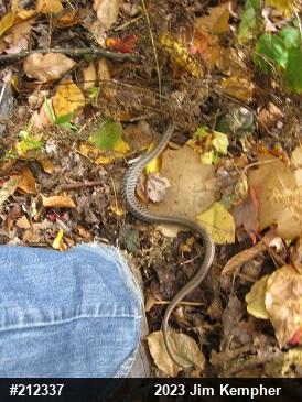 Eastern Gartersnake