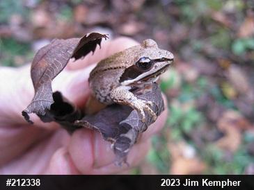 Wood Frog