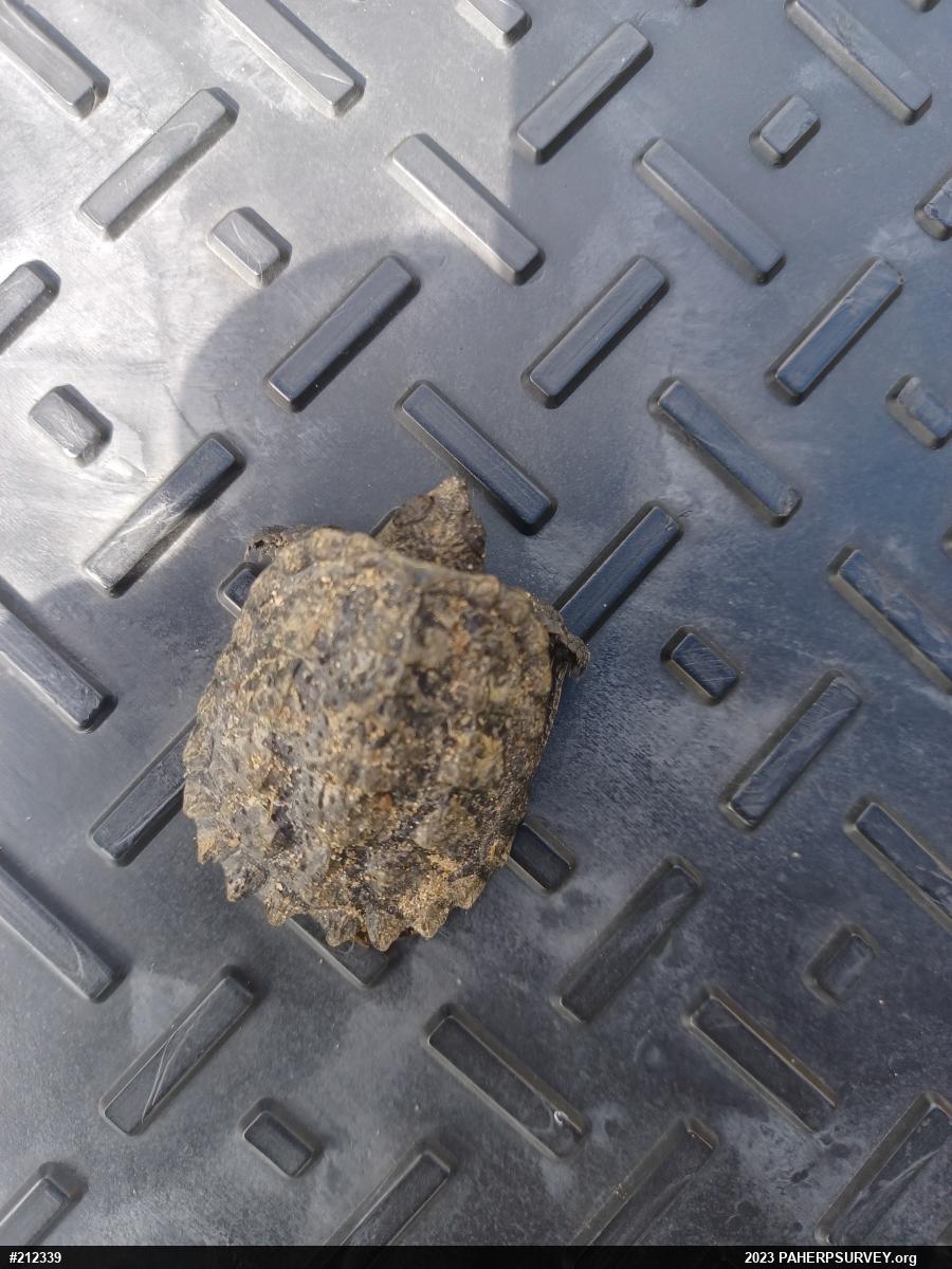 Snapping Turtle