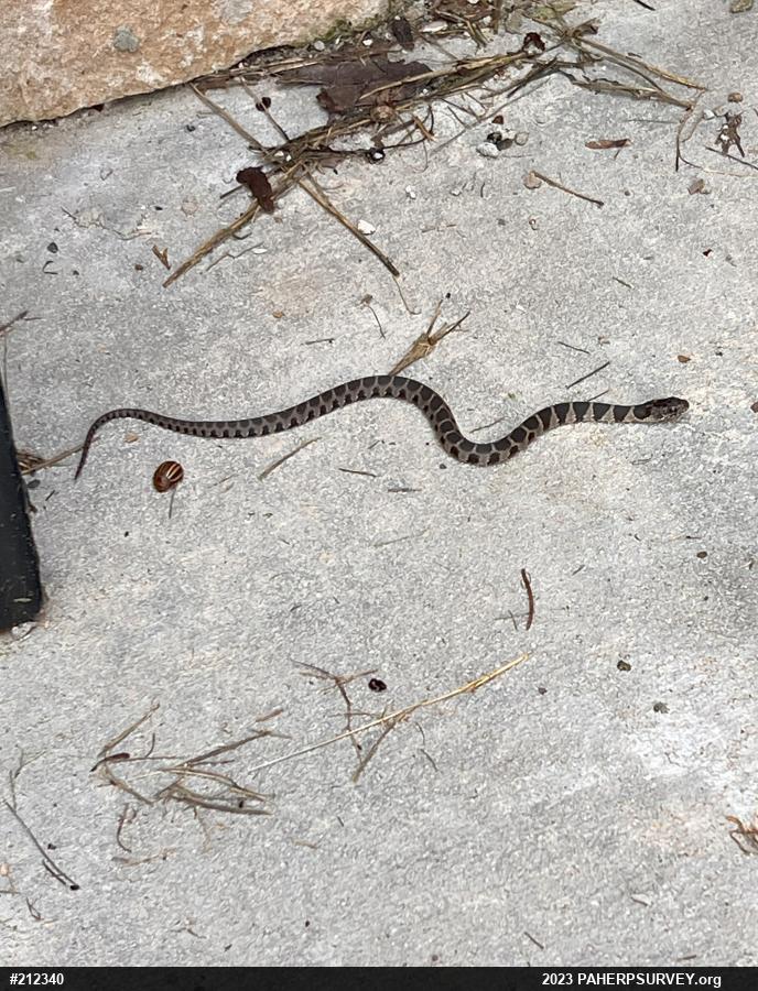 Northern Watersnake