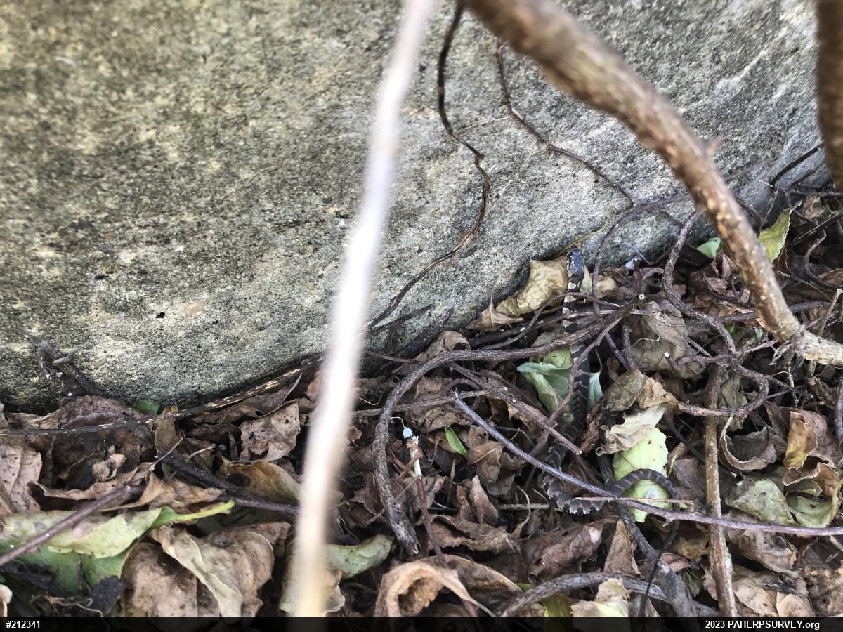 Northern Watersnake