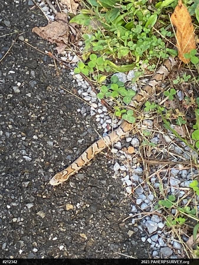 Eastern Milksnake