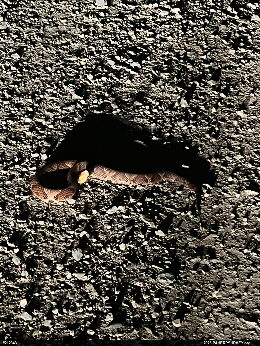 Northern Copperhead