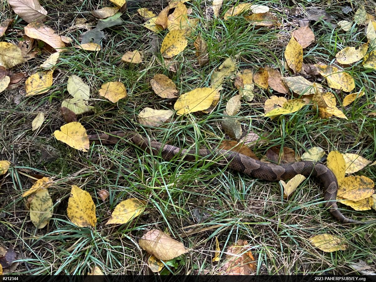 Northern Copperhead
