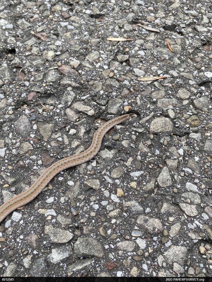 Dekay's Brownsnake
