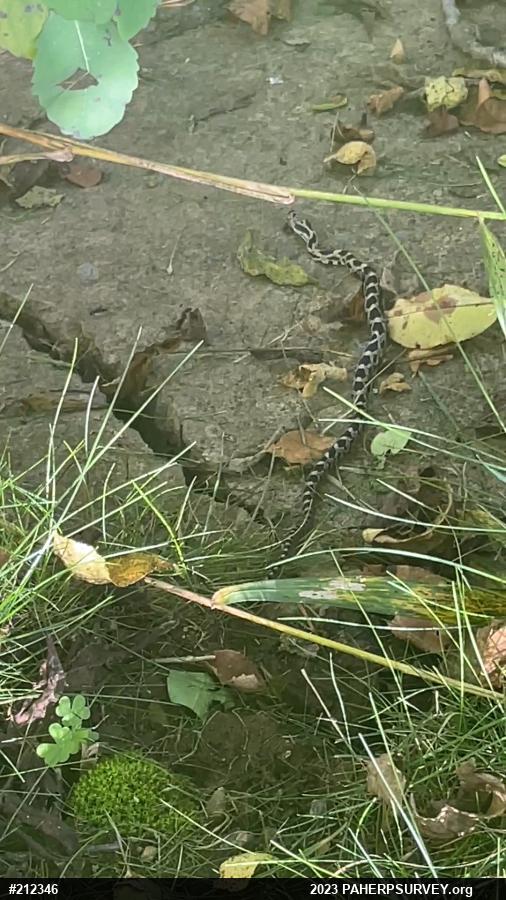 Eastern Ratsnake