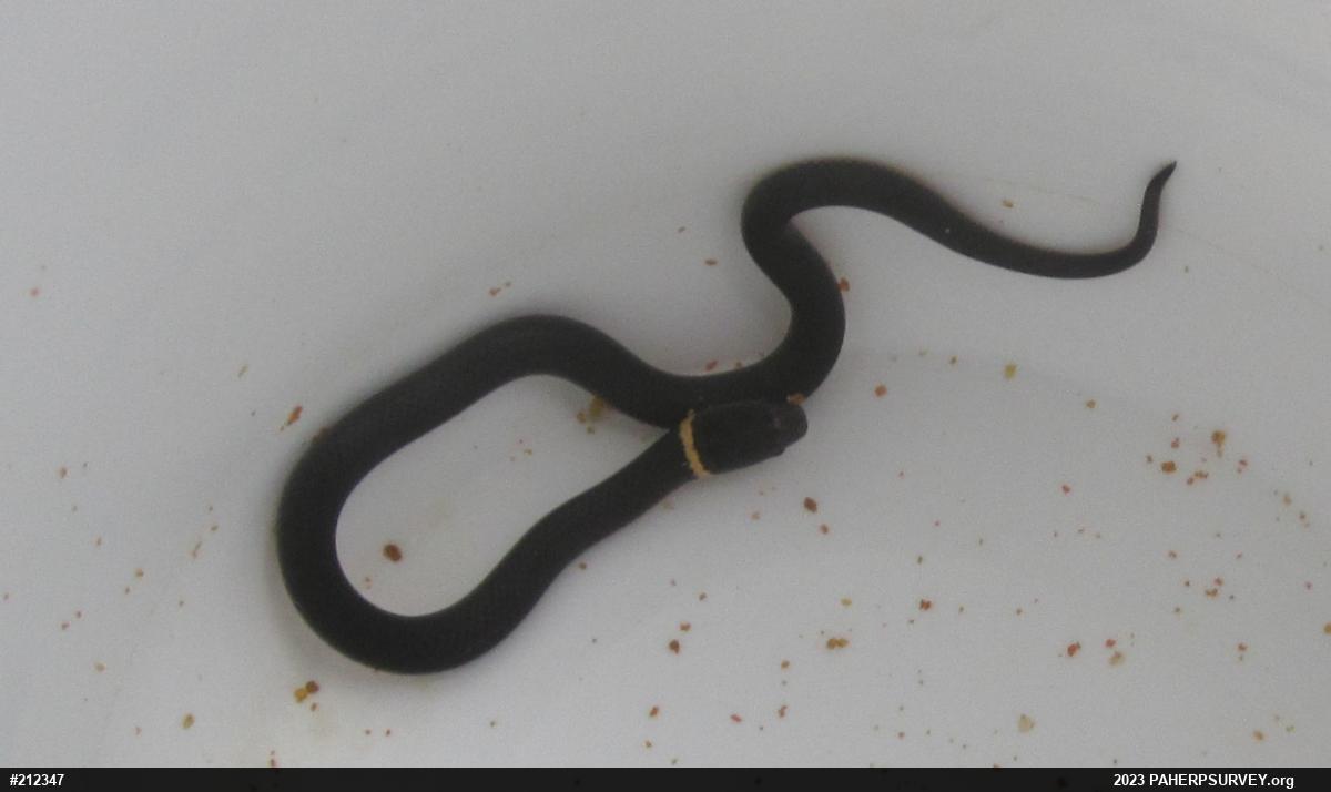 Northern Ring-necked Snake