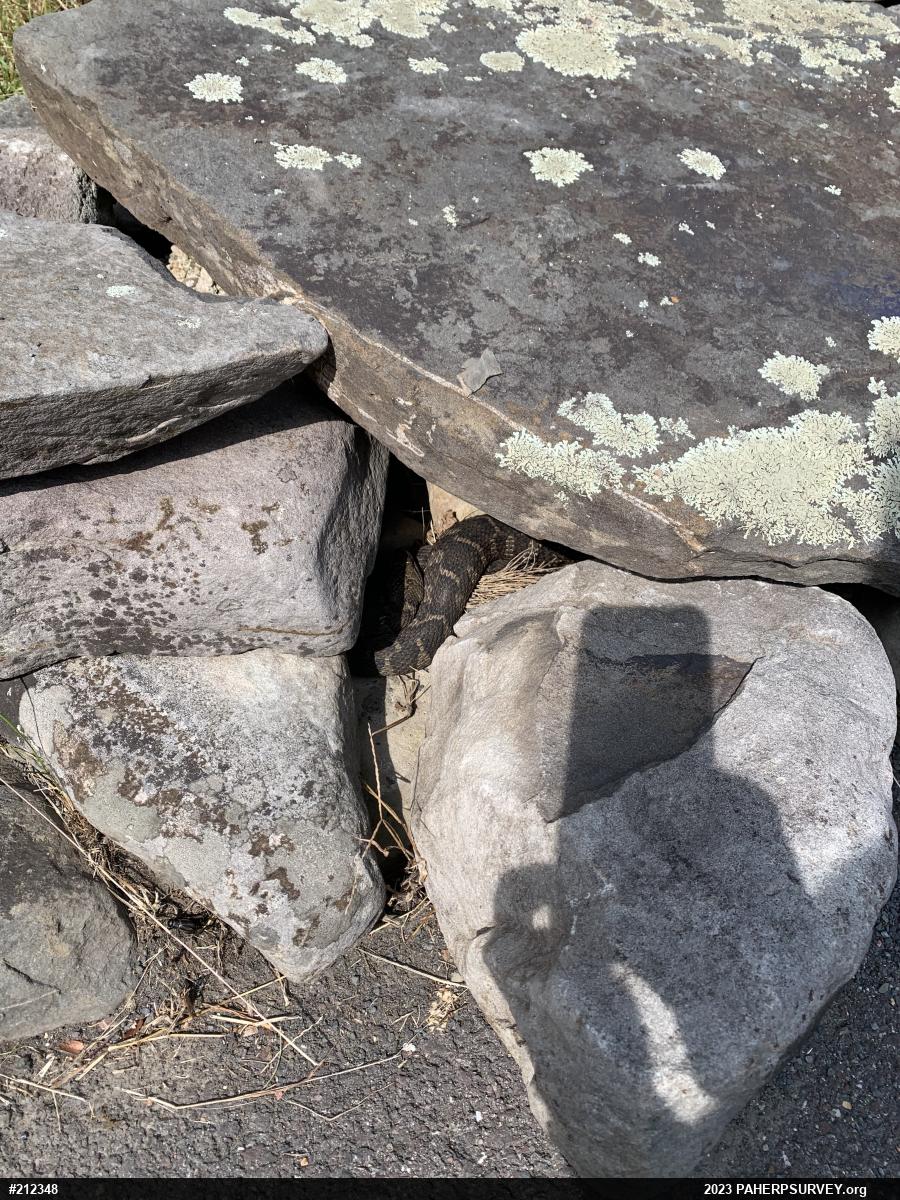 Northern Watersnake