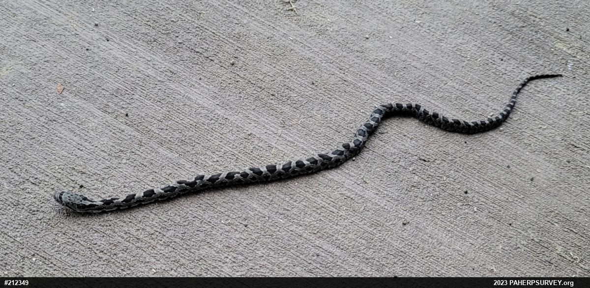Eastern Ratsnake