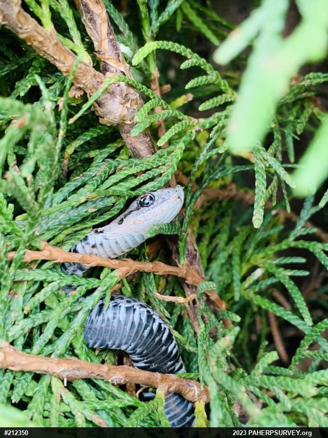 Eastern Hog-nosed Snake