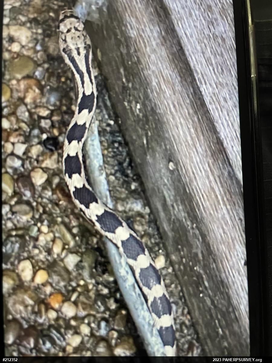 Eastern Ratsnake