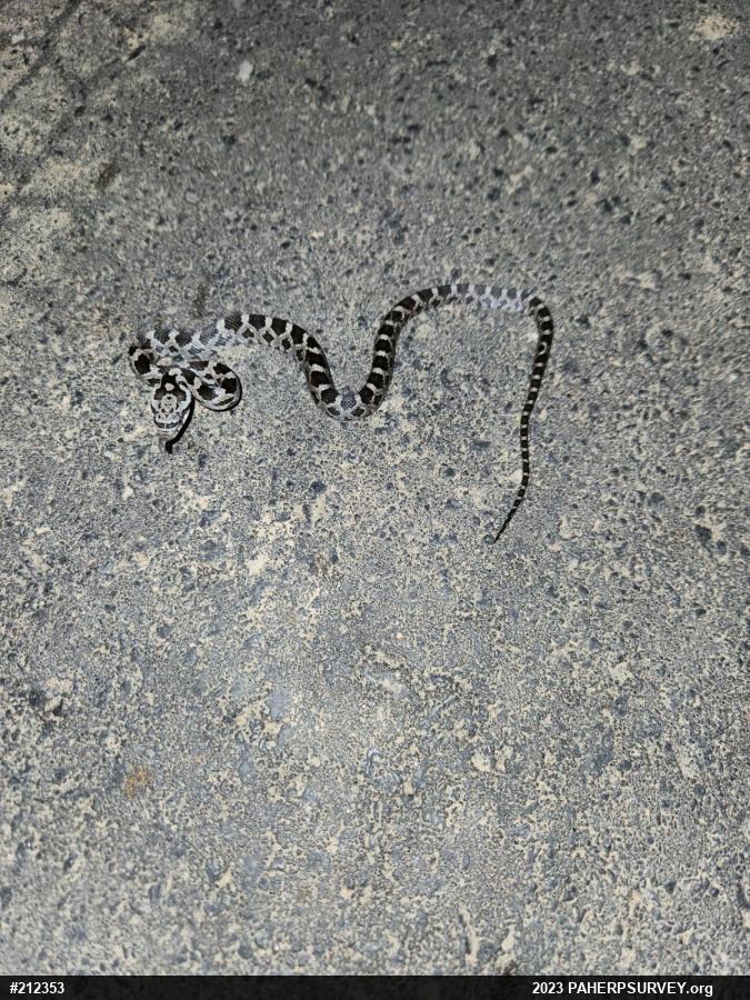 Eastern Ratsnake