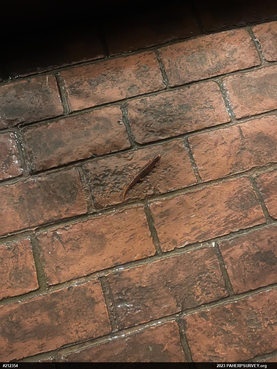 Northern Red Salamander