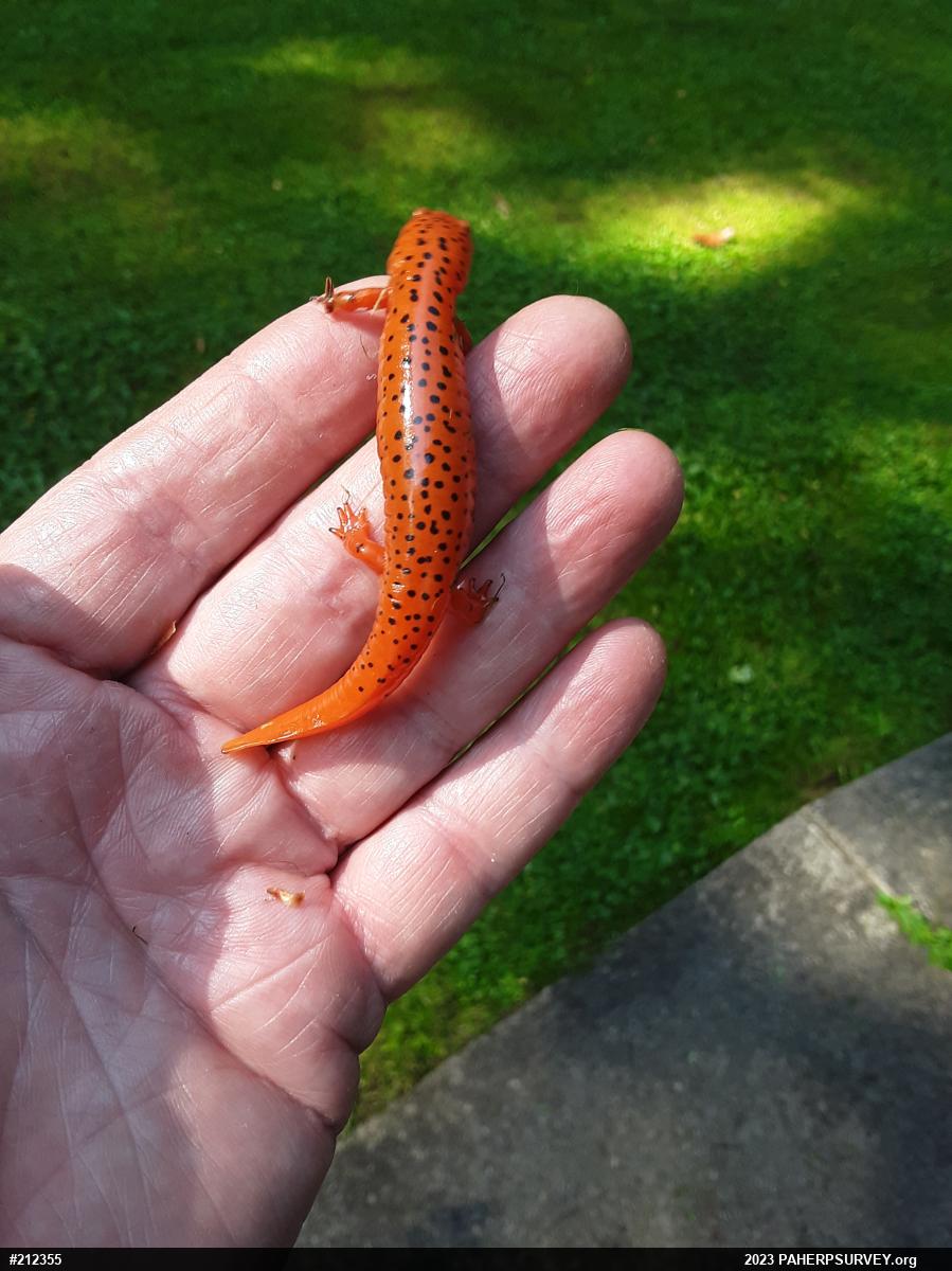 Northern Red Salamander