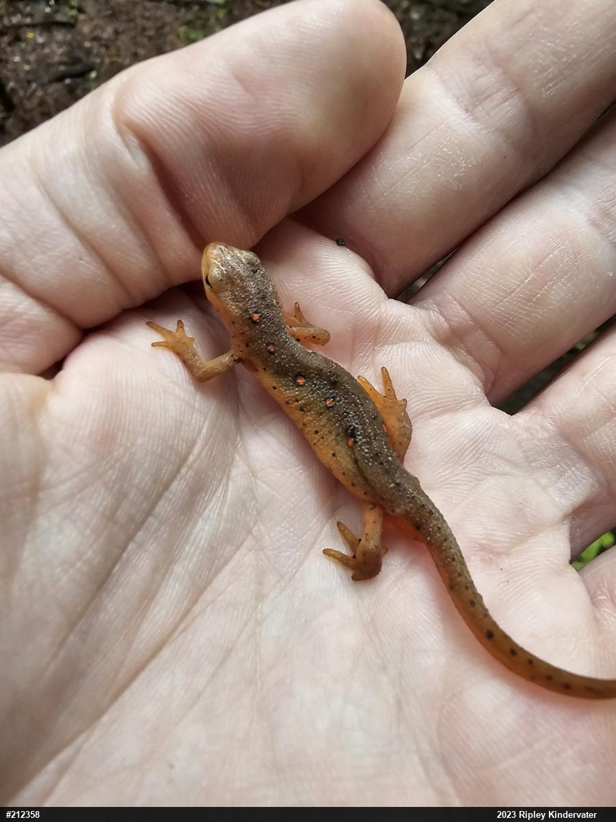 Red-spotted Newt