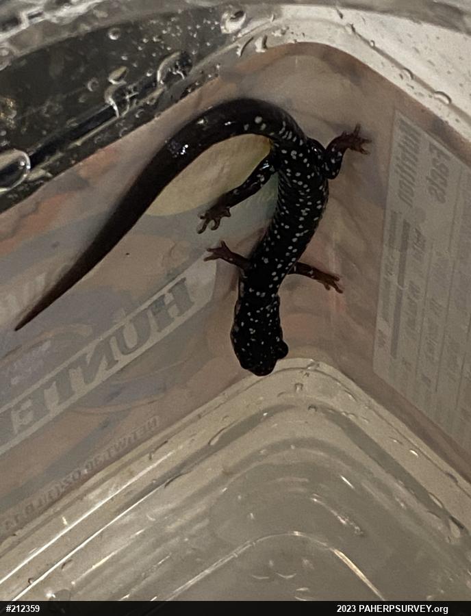 Northern Slimy Salamander
