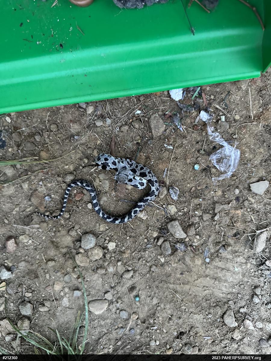 Eastern Ratsnake