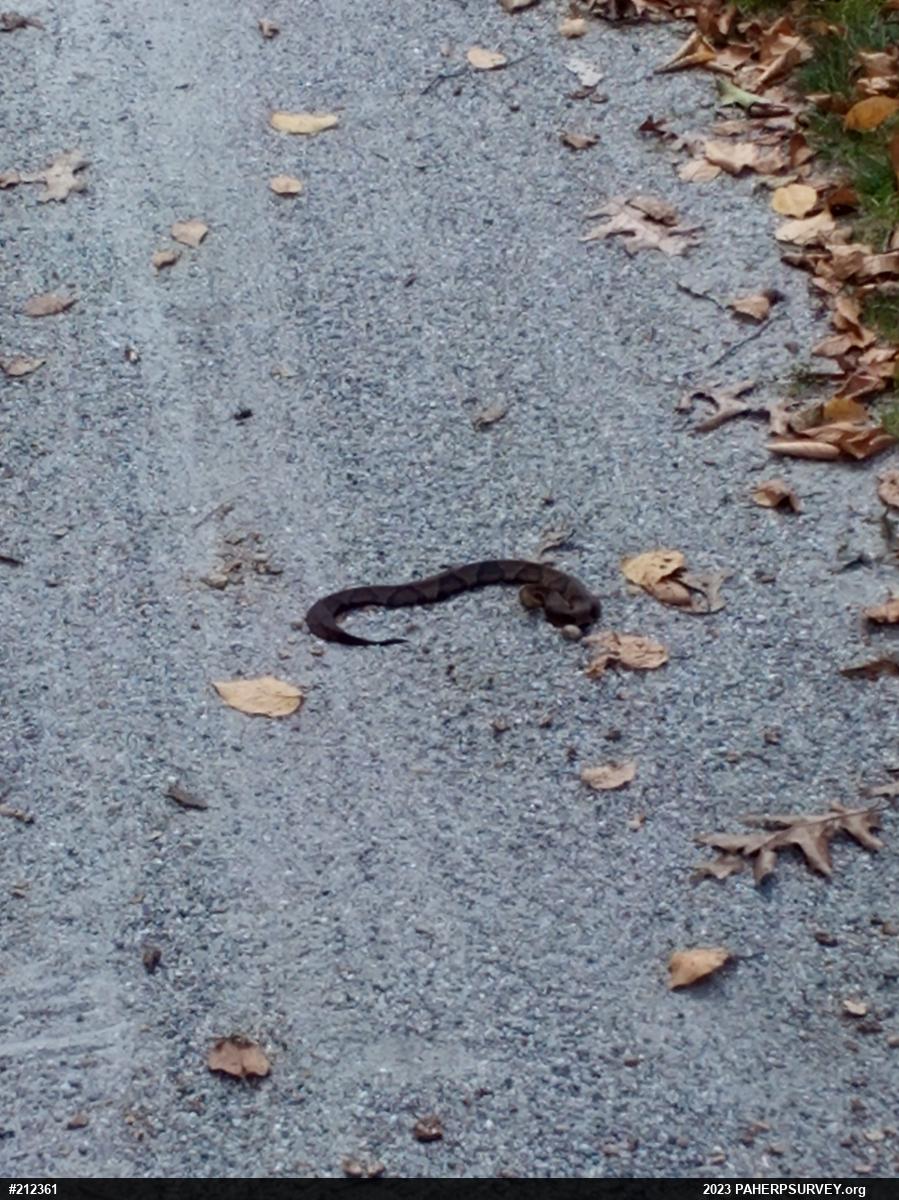 Northern Copperhead