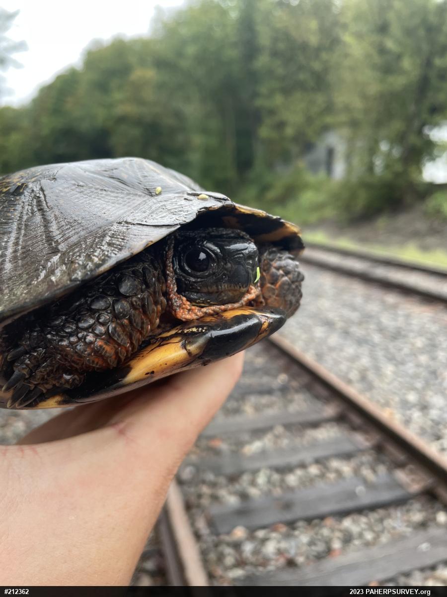 Wood Turtle