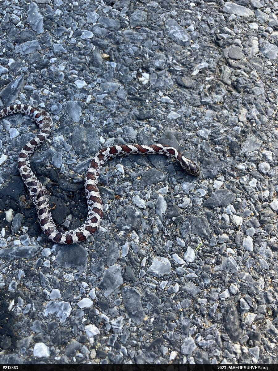 Eastern Milksnake
