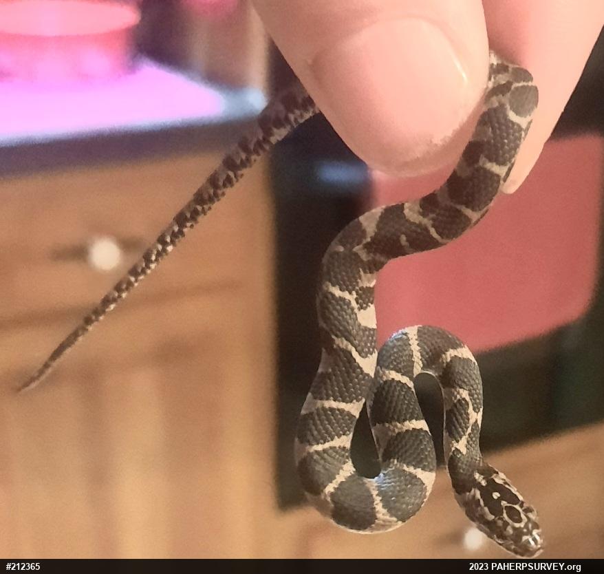 Northern Watersnake