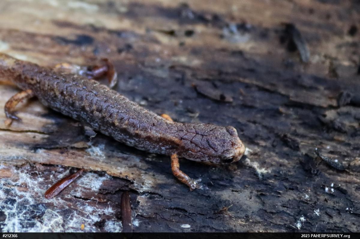 Four-toed Salamander