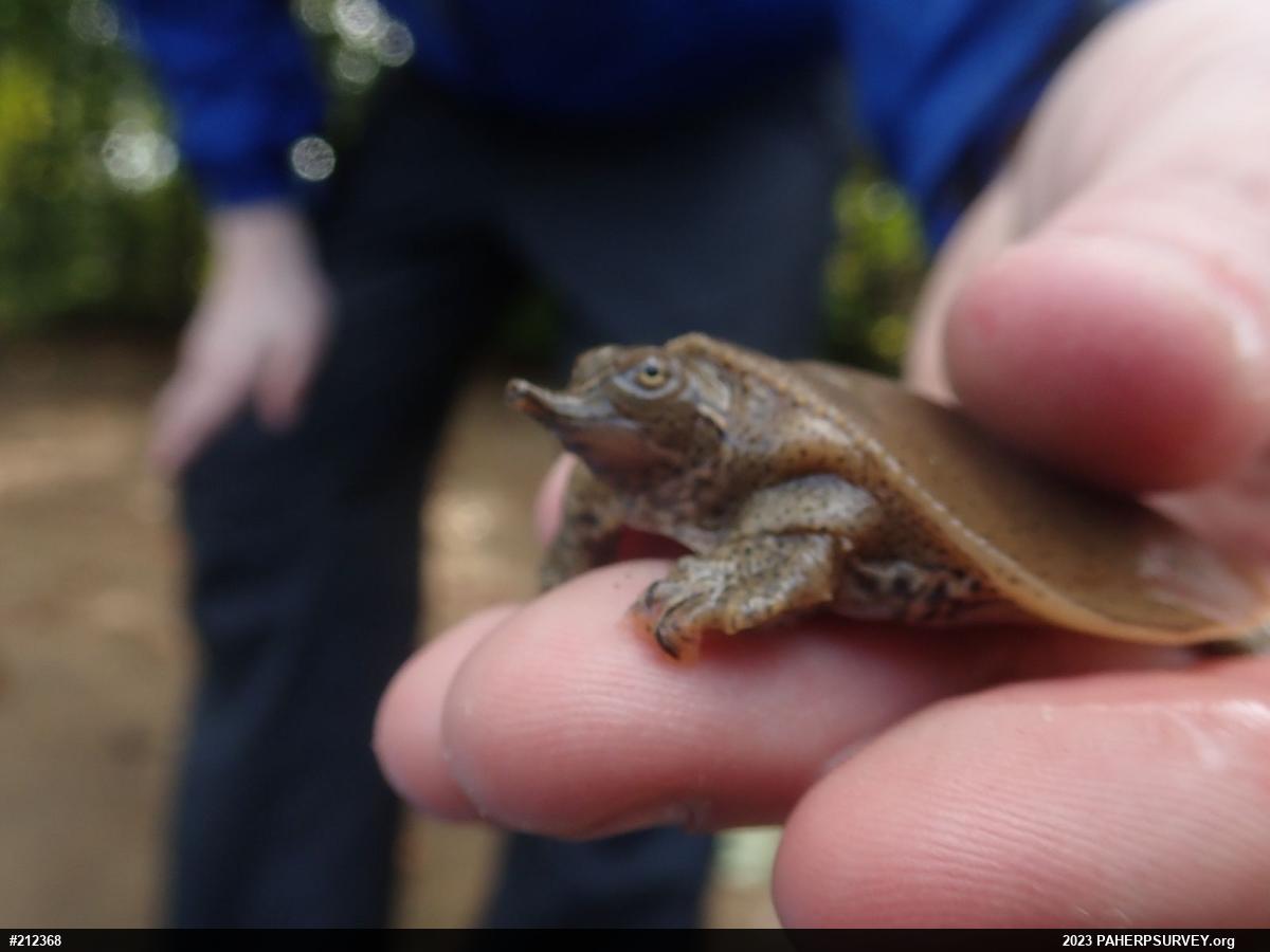 Eastern Spiny Softshell