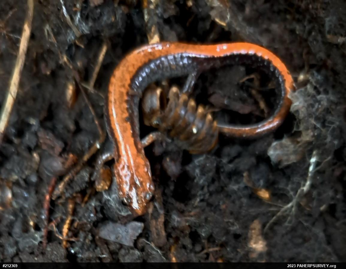 Eastern Red-backed  Salamander