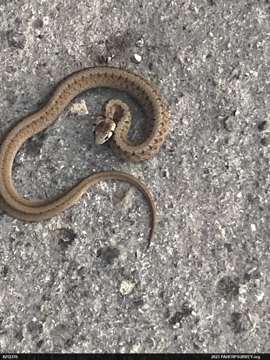 Dekay's Brownsnake