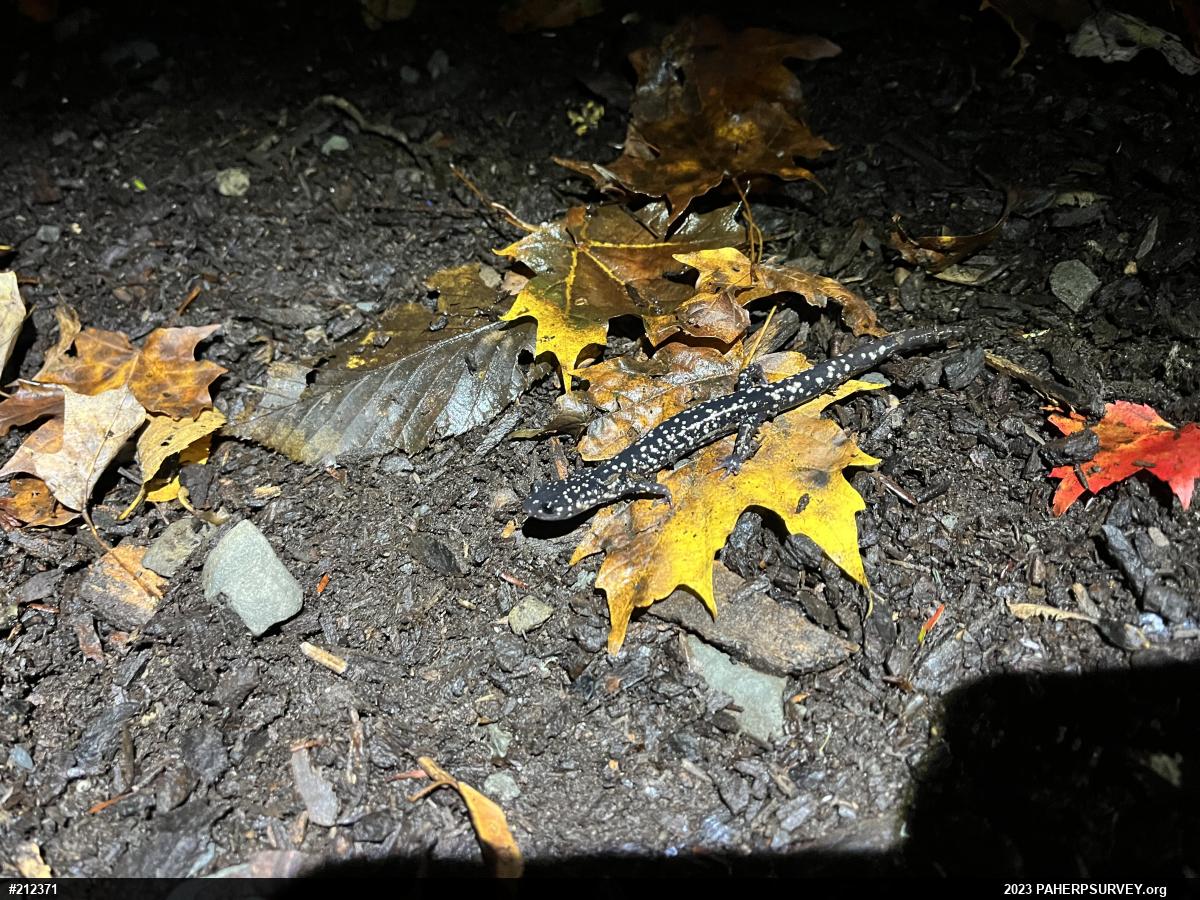 Northern Slimy Salamander