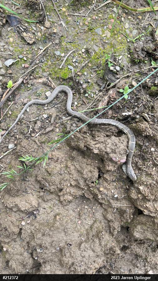 Northern Watersnake