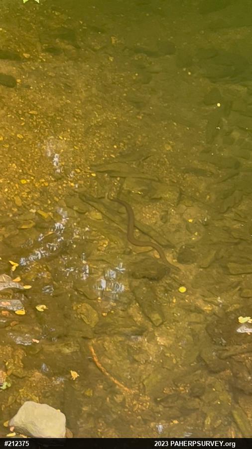Northern Watersnake