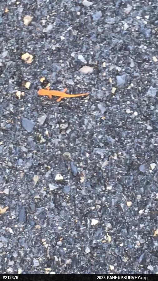 Red-spotted Newt