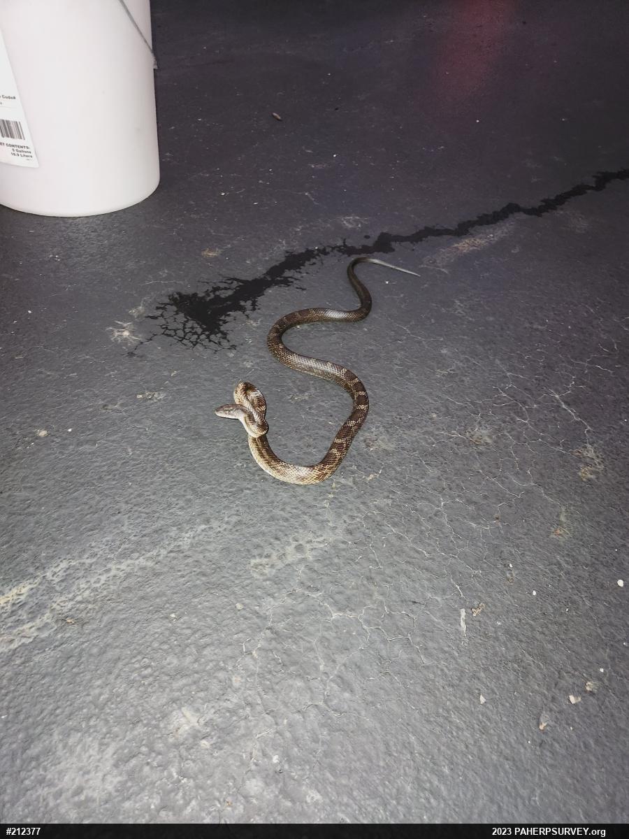 Eastern Ratsnake