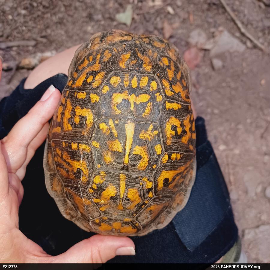 Eastern Box Turtle