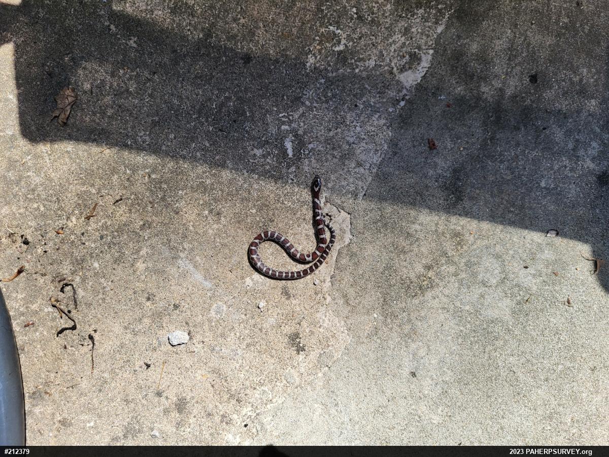Eastern Milksnake