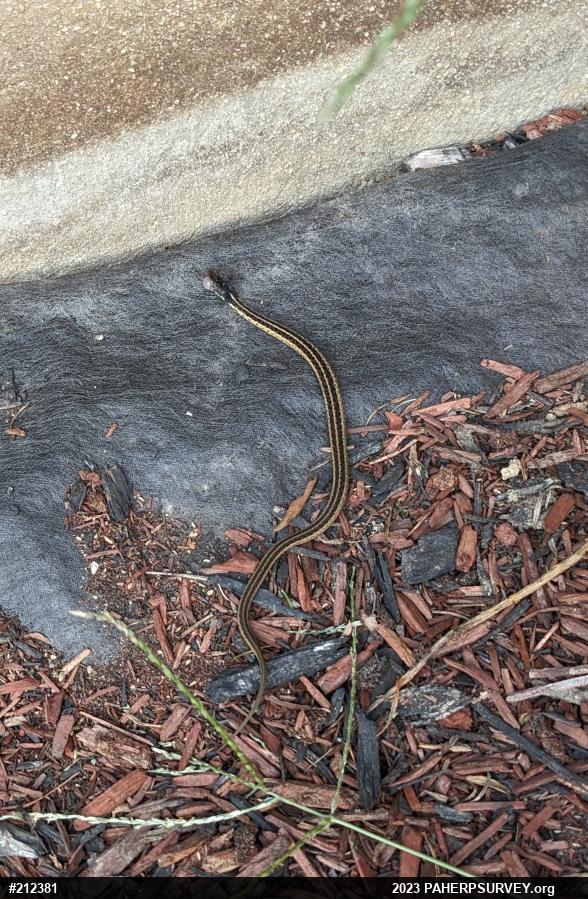 Eastern Gartersnake