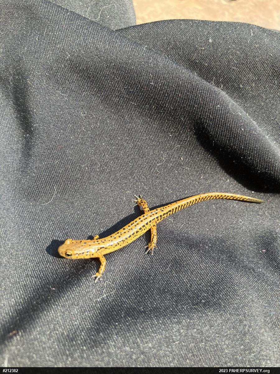 Eastern Long-tailed Salamander