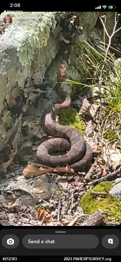 Northern Copperhead