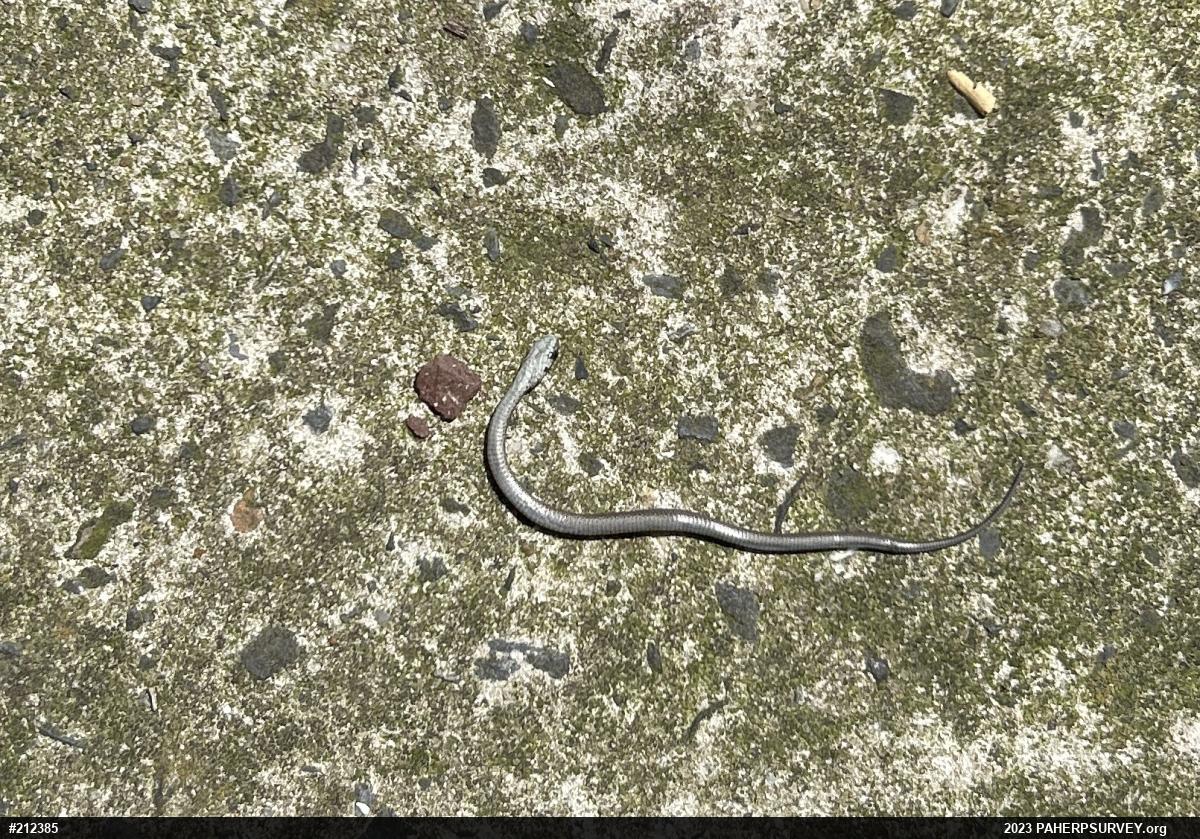 Dekay's Brownsnake