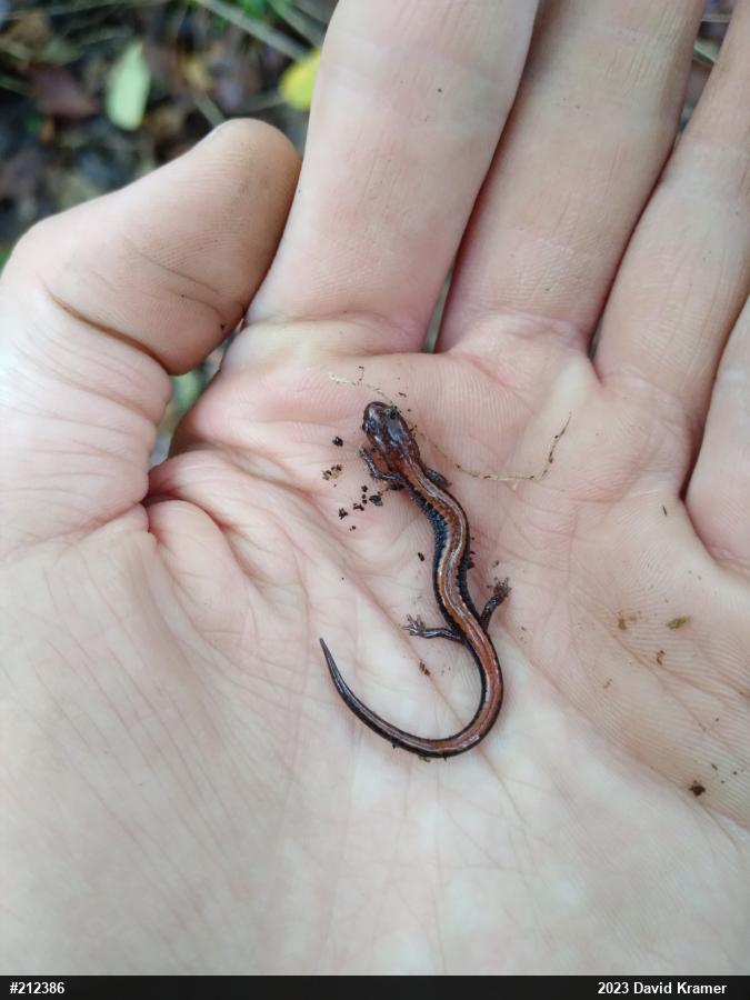 Eastern Red-backed  Salamander