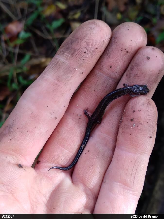 Eastern Red-backed  Salamander