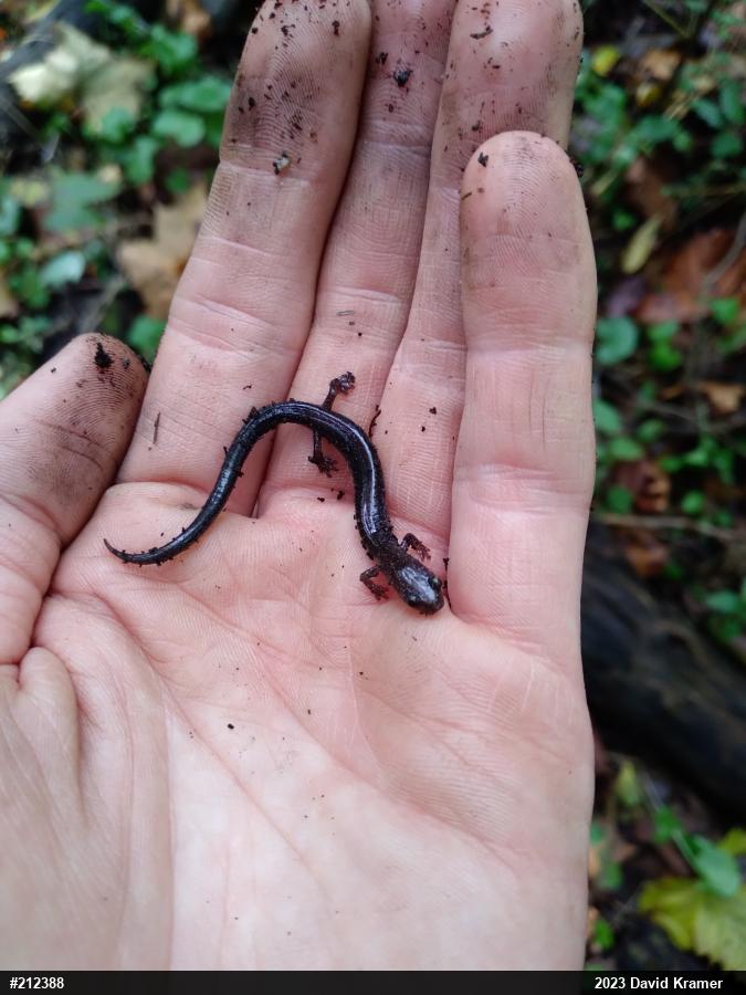 Eastern Red-backed  Salamander