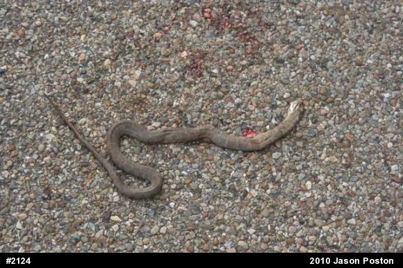 Northern Watersnake