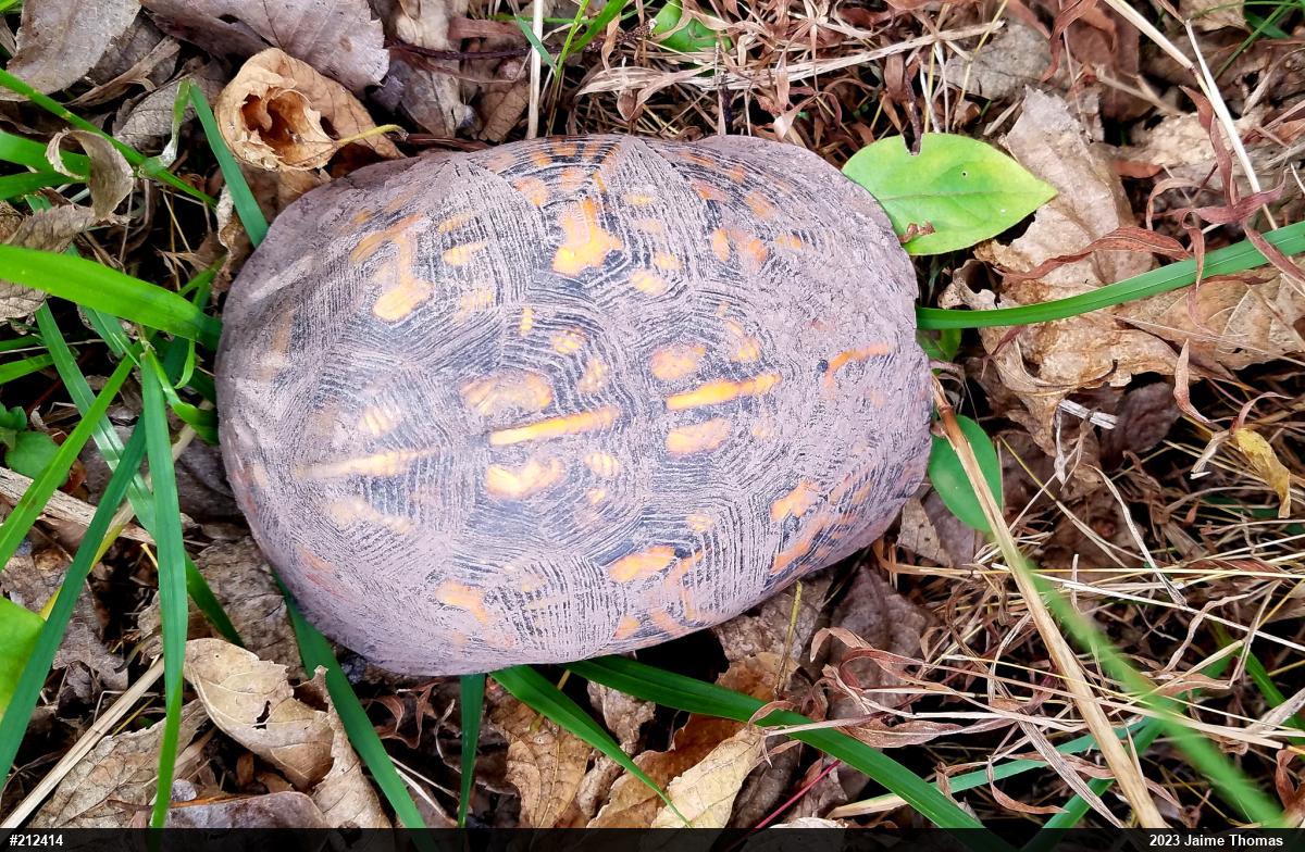 Eastern Box Turtle