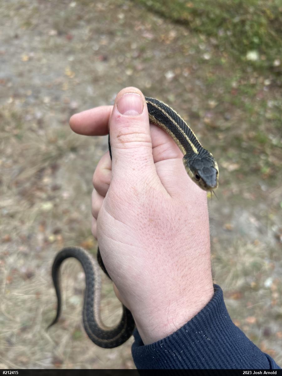 Eastern Gartersnake