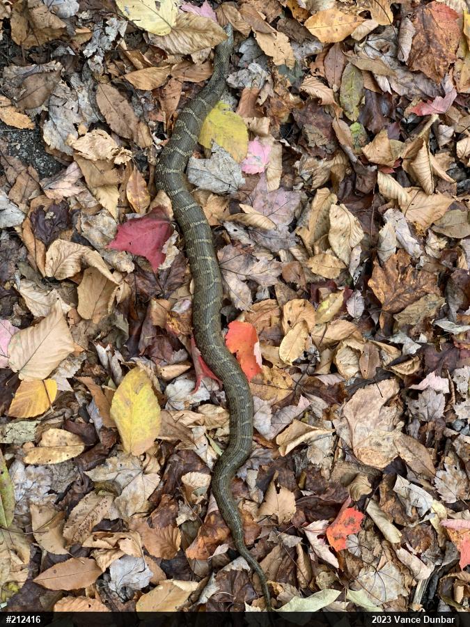 Northern Watersnake